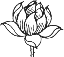 Image lotus
